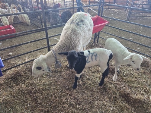 1+2 X DORPER CROSS EWE CHOICE DECISIONS