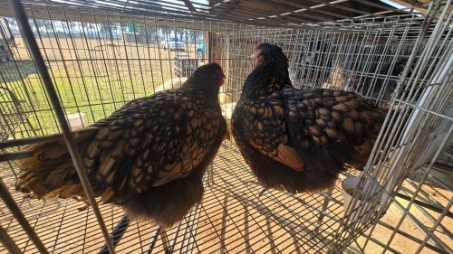2 X GOLDEN LACED ORPINGTON ADEO CLOETE (Per animal to take the lot)
