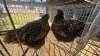 2 X GOLDEN LACED ORPINGTON ADEO CLOETE (Per animal to take the lot)