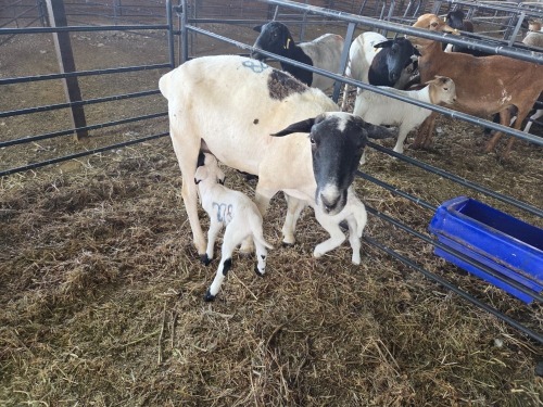 1+2 X DORPER CROSS EWE CHOICE DECISIONS