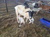 1+2 X DORPER CROSS EWE CHOICE DECISIONS