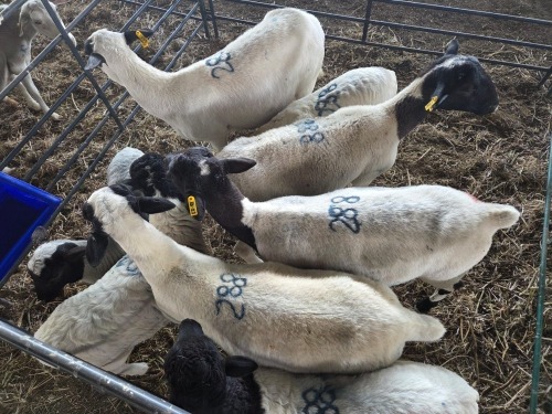 4+4 X DORPER CROSS EWE CHOICE DECISIONS (Per animal to take the lot)