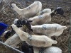 4+4 X DORPER CROSS EWE CHOICE DECISIONS (Per animal to take the lot)