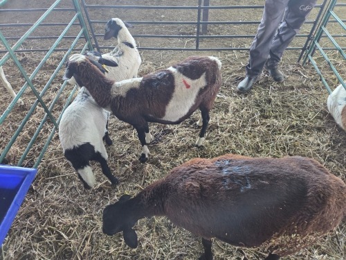 2+2 X DORPER CROSS EWE CHOICE DECISIONS (Per animal to take the lot)
