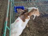 1+1 X MEATMASTER EWE CHOICE DECISIONS