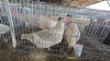 2 X FARM CHICKENS F NAUDE BOERDERY (Per animal to take the lot) - 2