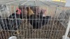 2 X FARM CHICKENS F NAUDE BOERDERY (Per animal to take the lot) - 2