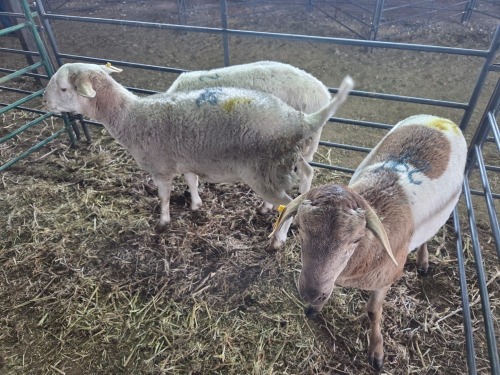 3 X DORPER CROSS KAPATER CHOICE DECISIONS (Per animal to take the lot)