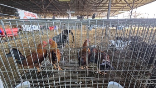4 X KAPOKKIE M FYNDRAAI (Per animal to take the lot)