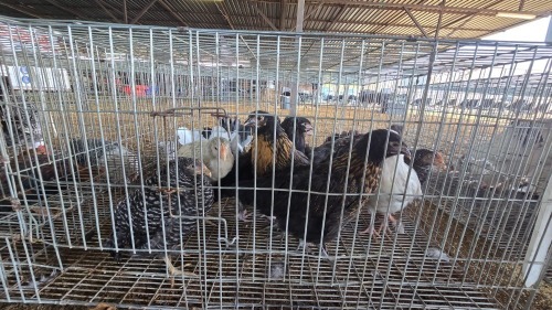 9 X FARM CHICKENS MIX ADEO CLOETE (Per animal to take the lot)