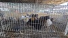 9 X FARM CHICKENS MIX ADEO CLOETE (Per animal to take the lot)