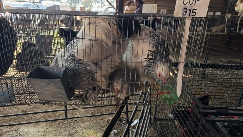 4 X BRAHMA ADEO CLOETE (Per animal to take the lot)