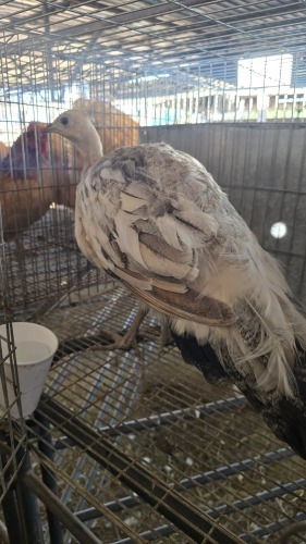 X WHITE ORPINGTON ROOSTER C VAN RENSBURG (Per animal to take the lot)