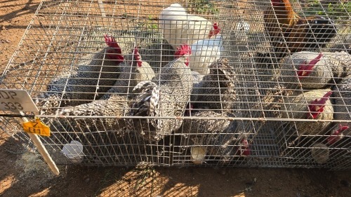 5 X KOEKOEK M FYNDRAAI (Per animal to take the lot)