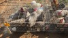 5 X KOEKOEK M FYNDRAAI (Per animal to take the lot)