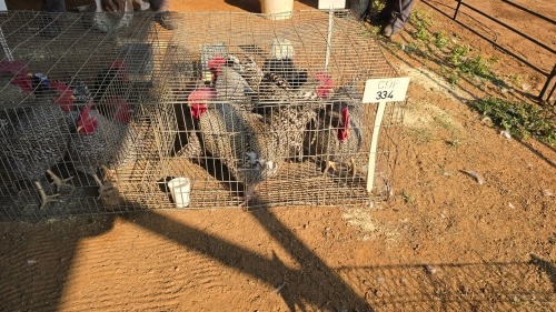 5 X KOEKOEK M FYNDRAAI (Per animal to take the lot)