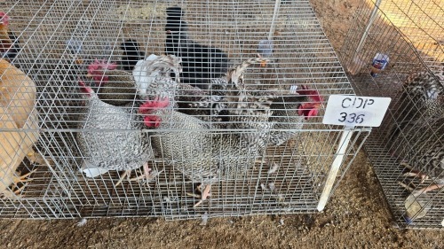 4 X KOEKOEK M FYNDRAAI (Per animal to take the lot)