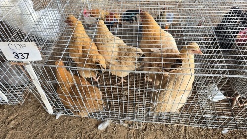 5 X FARM CHICKENS F NAUDE BOERDERY (Per animal to take the lot)