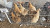 5 X FARM CHICKENS F NAUDE BOERDERY (Per animal to take the lot)