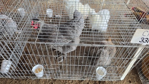 2 X FARM CHICKENS F NAUDE BOERDERY (Per animal to take the lot)