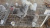 2 X FARM CHICKENS F NAUDE BOERDERY (Per animal to take the lot)