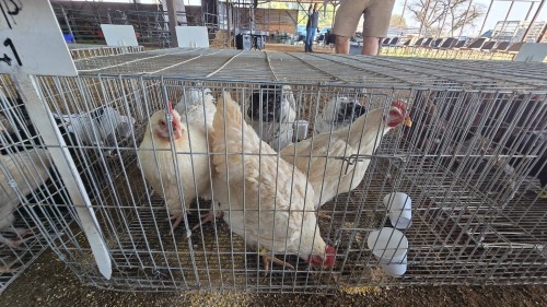 2 X FARM CHICKENS F NAUDE BOERDERY (Per animal to take the lot)