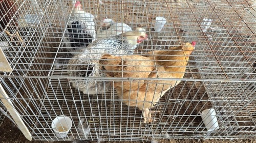 2 X FARM CHICKENS F NAUDE BOERDERY (Per animal to take the lot)