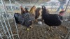 2 X FARM CHICKENS F NAUDE BOERDERY (Per animal to take the lot)