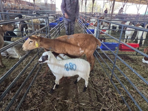 1+2 X DORPER CROSS EWE CHOICE DECISIONS