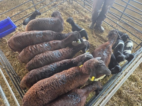 8+7 X DORPER CROSS EWE CHOICE DECISIONS (Per animal to take the lot)