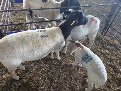 2+1 X DORPER CROSS EWE CHOICE DECISIONS (Per animal to take the lot)