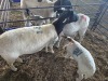 2+1 X DORPER CROSS EWE CHOICE DECISIONS (Per animal to take the lot)