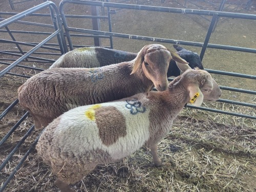 3 X DORPER CROSS EWE CHOICE DECISIONS (Per animal to take the lot)