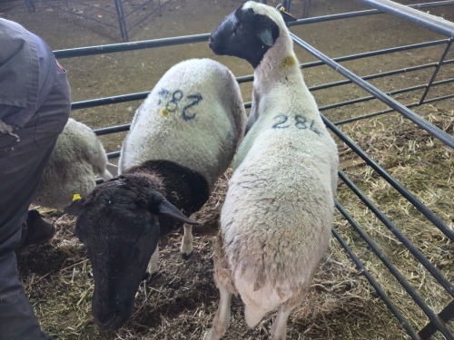 2 X DORPER CROSS EWE CHOICE DECISIONS (Per animal to take the lot)