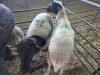 2 X DORPER CROSS EWE CHOICE DECISIONS (Per animal to take the lot)