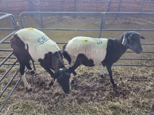 2 X DORPER CROSS EWE CHOICE DECISIONS (Per animal to take the lot)
