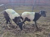 2 X DORPER CROSS EWE CHOICE DECISIONS (Per animal to take the lot)