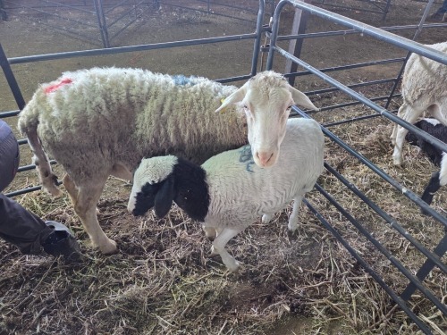 1+1 X DORPER CROSS EWE CHOICE DECISIONS