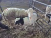 1+1 X DORPER CROSS EWE CHOICE DECISIONS