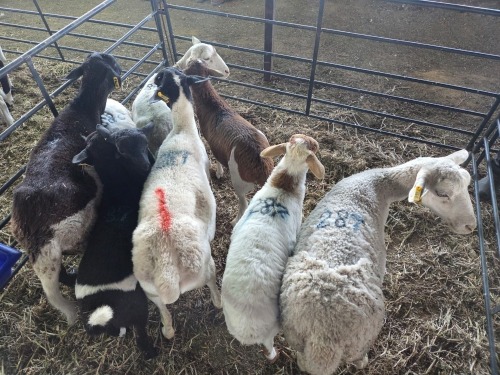 4+4 X DORPER CROSS EWE CHOICE DECISIONS (Per animal to take the lot)