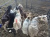 4+4 X DORPER CROSS EWE CHOICE DECISIONS (Per animal to take the lot)