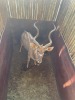 1 X KOEDOE - KUDU M:1 - 2