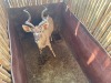 1 X KOEDOE - KUDU M:1 - 4