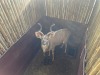 1 X KOEDOE - KUDU M:1 - 5