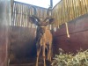 1 X KOEDOE - KUDU M:1 - 6