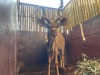 1 X KOEDOE - KUDU M:1 - 8