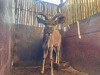 1 X KOEDOE - KUDU M:1 - 9