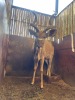 1 X KOEDOE - KUDU M:1 - 10