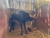 1 X SWARTWITPENS - SABLE M:1 - 2