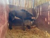 1 X SWARTWITPENS - SABLE M:1 - 3